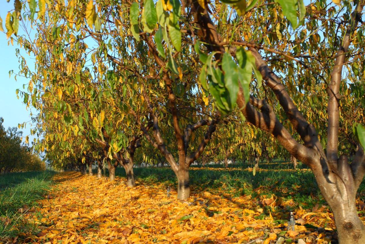 Gite Le Cerisier Via Rhona Dolce Via La Voulte-sur-Rhone Dış mekan fotoğraf